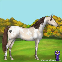Horse Color:White Spotted Sable Champagne Dun Varnish 