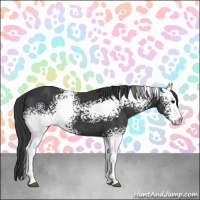 Horse Color:White Spotted Black 