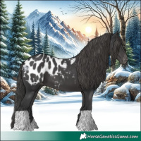 Horse Color:Black Appaloosa 