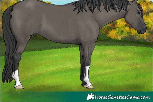 Horse Color:Grullo 