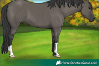 Horse Color:Grullo 