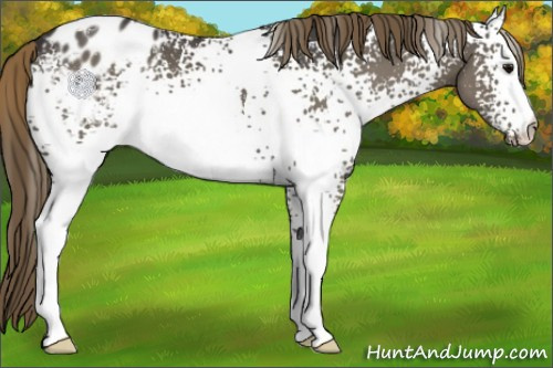 Horse Color:White Spotted Smoky Grullo Appaloosa 