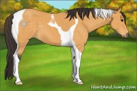 Horse Color:Buckskin Tobiano 