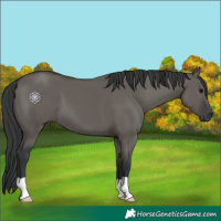 Horse Color:Grullo 