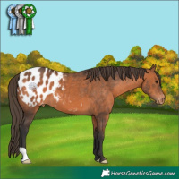 Horse Color:Bay Appaloosa 