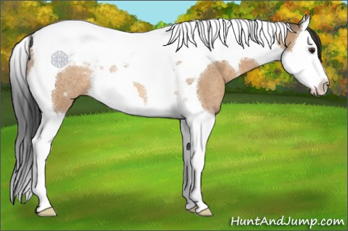 Horse Color:Bay Dun Splash Tobiano Rabicano 