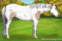 Horse Color:Bay Dun Splash Tobiano Rabicano