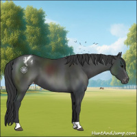 Horse Color:Black Appaloosa