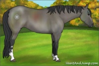 Horse Color:Grullo Sabino 