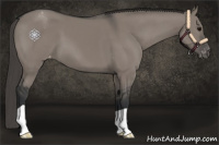 Horse Color:Grullo Appaloosa 