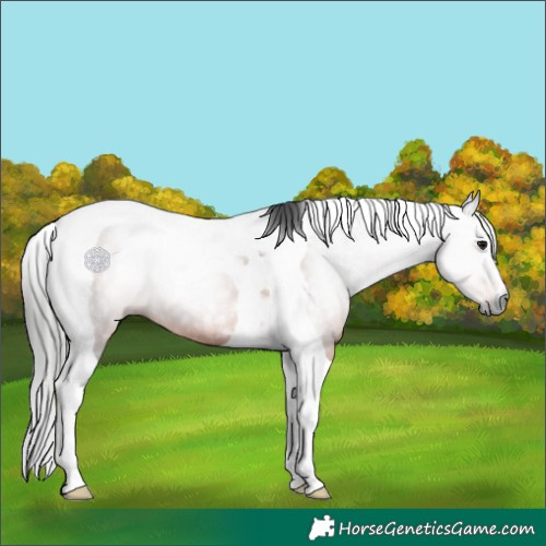 Horse Color:Gray Bay Tobiano 
