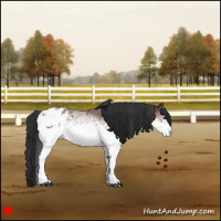 Horse Color:White Spotted Bay Appaloosa
