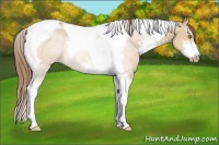 Horse Color:Brown Pearl Dun Sabino Tobiano Rabicano 