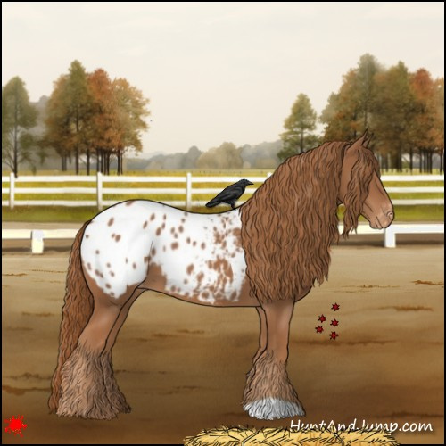 Horse Color:Chestnut Appaloosa 