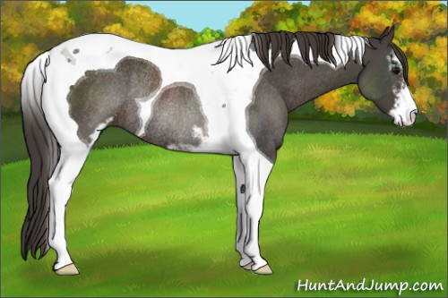Horse Color:Smoky Black Sabino Tobiano Rabicano 