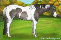 Horse Color:Smoky Black Sabino Tobiano Rabicano