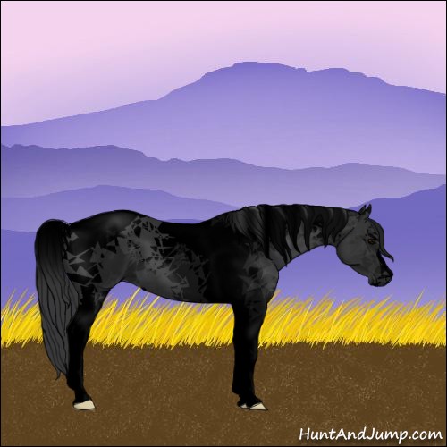 Horse Color:Void Black Tobiano