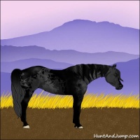 Horse Color:Void Black Tobiano 