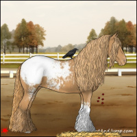 Horse Color:White Spotted Chestnut Appaloosa 