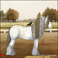 Horse Color:White Spotted Buckskin Appaloosa 
