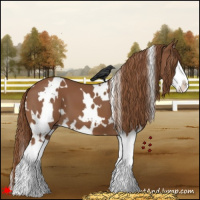 Horse Color:White Spotted Chestnut Splash 