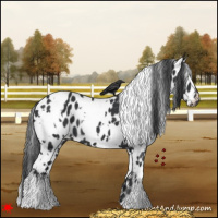Horse Color:White Spotted Black Leopard 