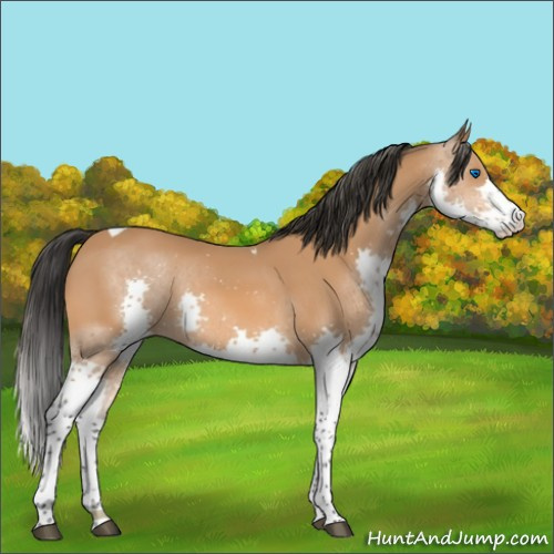 Horse Color:Bay Splash Tobiano