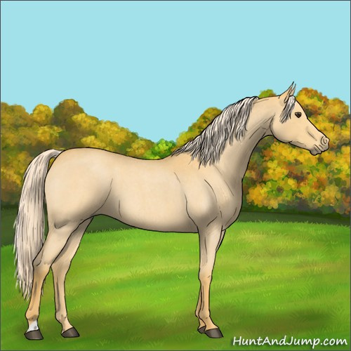 Horse Color:Palomino Roan 