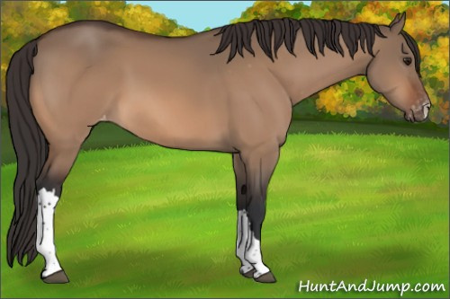 Horse Color:Brown Dun Appaloosa 