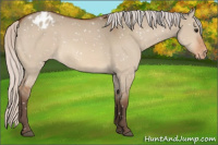 Horse Color:Silver Bay Dun Snowflake Varnish 