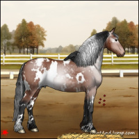 Horse Color:Gray White Spotted Bay Varnish