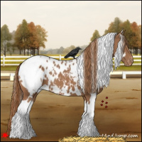 Horse Color:White Spotted Chestnut Appaloosa 