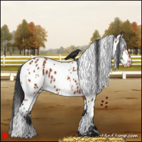 Horse Color:White Spotted Bay Near Leopard 