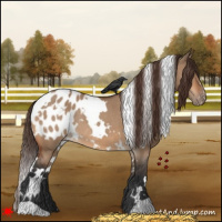 Horse Color:White Spotted Bay Dun Blanket Rabicano 