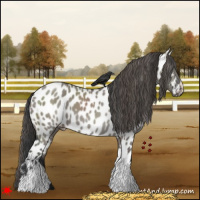 Horse Color:Grullo Roan Appaloosa