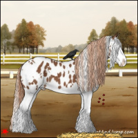 Horse Color:White Spotted Chestnut Splash Near Leopard 