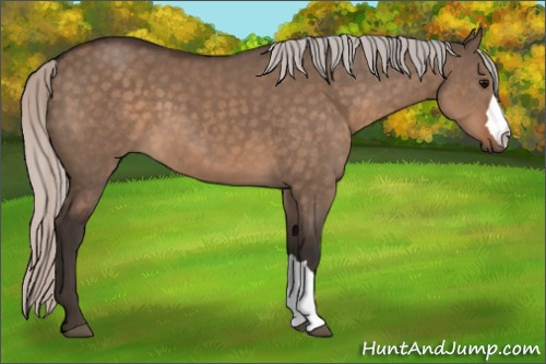 Horse Color:Silver Brown Dun