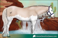 Horse Color:Chocolate Palomino Pearl Splash 