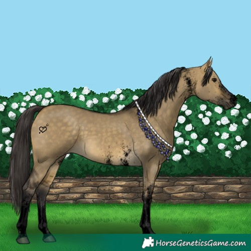 Horse Color:Void White Spotted Buckskin Dun 