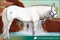 Horse Color:Perlino Ice Appaloosa