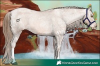 Horse Color:Liver Chestnut Ice Pearl Appaloosa Rabicano 