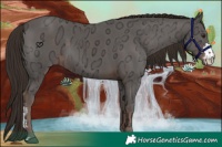 Horse Color:Liver Chestnut Ice Sabino 