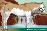 Horse Color:Chocolate Palomino Dun Sabino Splash 