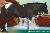 Horse Color:Liver Chestnut Splash Tobiano 