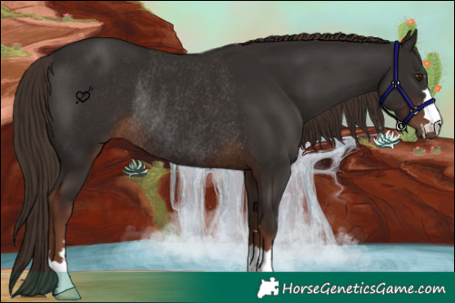 Horse Color:Liver Chestnut Rabicano