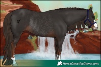 Horse Color:Liver Chestnut Rabicano 