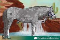 Horse Color:Smoky Black Ice Appaloosa