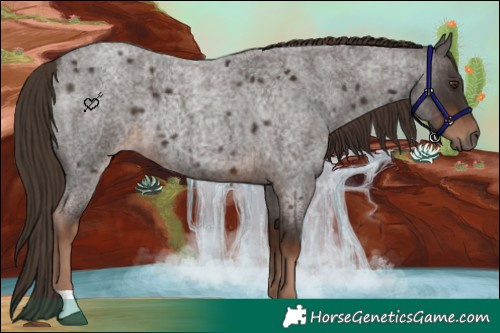 Horse Color:Liver Red Roan 