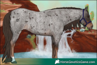 Horse Color:Liver Red Roan 