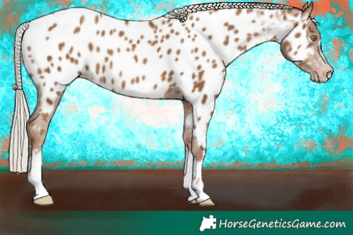 Horse Color:Gray Silver Classic Champagne Appaloosa 